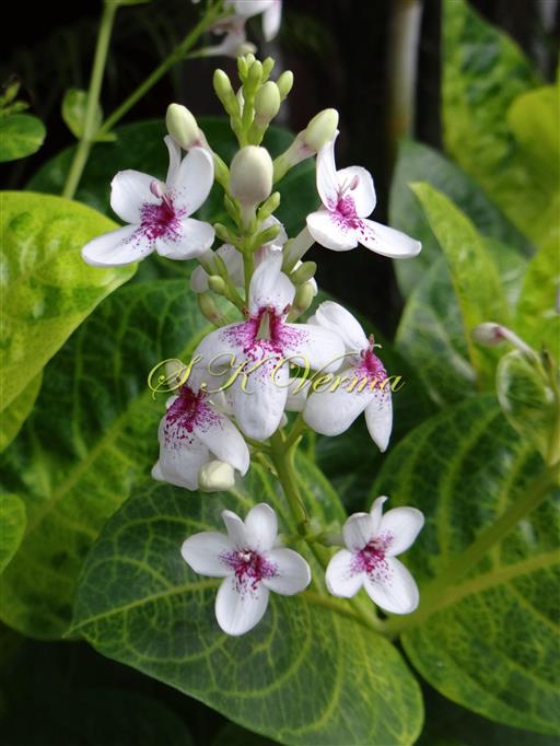  Inflorescence